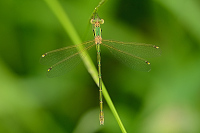 f2607. dlatka brvnat (Lestes barbarus)