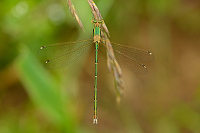 f2661. dlatka brvnat (Lestes barbarus)