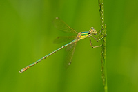 f2696. dlatka brvnat (Lestes barbarus)