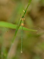 f2718. dlatka brvnat (Lestes barbarus)