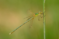 f2737. dlatka brvnat (Lestes barbarus)