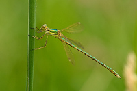 f2804. dlatka brvnat (Lestes barbarus)