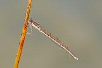 	8933.	 dlatka hnd (Sympecma fusca)