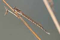 	8972.	 dlatka hnd (Sympecma fusca)