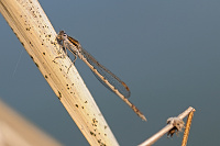 	8974.	 dlatka hnd (Sympecma fusca)