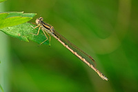 	A6539	 dlatka hnd (Sympecma fusca)