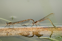 b0110 dlatka hnd (Sympecma fusca)