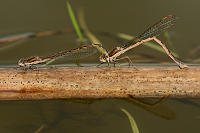 b0123 dlatka hnd (Sympecma fusca)