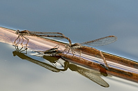 b0157 dlatka hnd (Sympecma fusca)