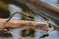 b0387 dlatka hnd (Sympecma fusca)