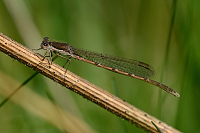 b0546 dlatka hnd (Sympecma fusca)