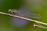 b1018 dlatka hnd (Sympecma fusca)