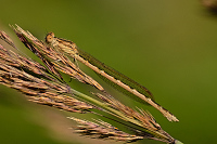 b5097 dlatka hnd (Sympecma fusca)