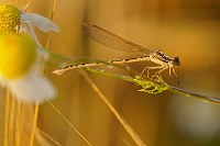 b9006 dlatka hnd (Sympecma fusca)