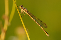 b9010 dlatka hnd (Sympecma fusca)