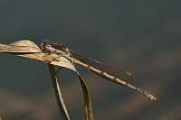 c0001. dlatka hnd (Sympecma fusca)