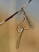 c0021. dlatka hnd (Sympecma fusca)
