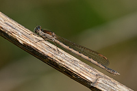 c0153. dlatka hnd (Sympecma fusca)