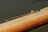 	9129.	 dlatka kroukovan (Sympecma paedisca)
