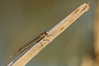 	9149.	 dlatka kroukovan (Sympecma paedisca)