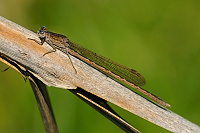 dlatka kroukovan (Sympecma paedisca)