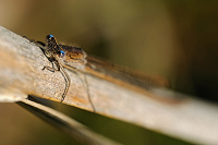 	9196.	 dlatka kroukovan (Sympecma paedisca)