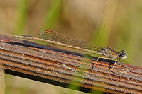 	9265.	 dlatka kroukovan (Sympecma paedisca)