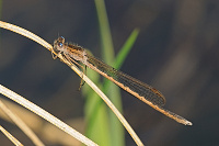 	9270.	 dlatka kroukovan (Sympecma paedisca)