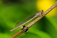	9703.	 dlatka kroukovan (Sympecma paedisca)