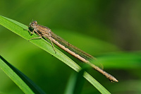 	9757.	 dlatka kroukovan (Sympecma paedisca)