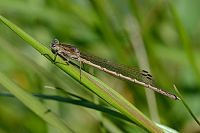 b0027 dlatka kroukovan (Sympecma paedisca)