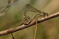 b0042 dlatka kroukovan (Sympecma paedisca)