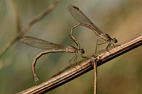 b0050 dlatka kroukovan (Sympecma paedisca)