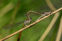 b0085 dlatka kroukovan (Sympecma paedisca)