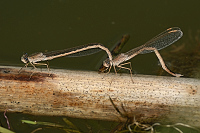 b0200 dlatka kroukovan (Sympecma paedisca)