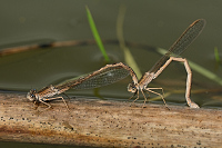 b0210 dlatka kroukovan (Sympecma paedisca)