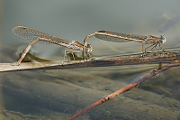 b0314 dlatka kroukovan (Sympecma paedisca)