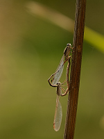 b0501 dlatka kroukovan (Sympecma paedisca)
