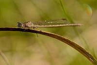 b0532 dlatka kroukovan (Sympecma paedisca)