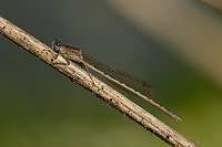 b0540 dlatka kroukovan (Sympecma paedisca)