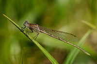 b0569 dlatka kroukovan (Sympecma paedisca)