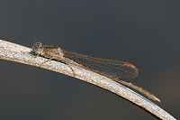 c0002. dlatka kroukovan (Sympecma paedisca)