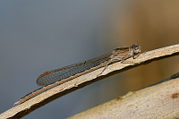 c0006. dlatka kroukovan (Sympecma paedisca)