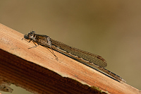c0010. dlatka kroukovan (Sympecma paedisca)