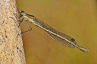 	6670.	 dlatka pskovan (Lestes sponsa)