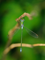 	A2221	 dlatka pskovan (Lestes sponsa)