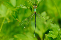 	A2876	 dlatka pskovan (Lestes sponsa)