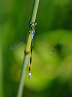 	A3075	 dlatka pskovan (Lestes sponsa)