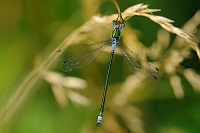 	A3415	 dlatka pskovan (Lestes sponsa)