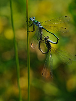 	A3605	 dlatka pskovan (Lestes sponsa)